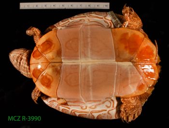 Media type: image;   Herpetology R-3990 Description: Specimen photo;  Aspect: whole body ventral
